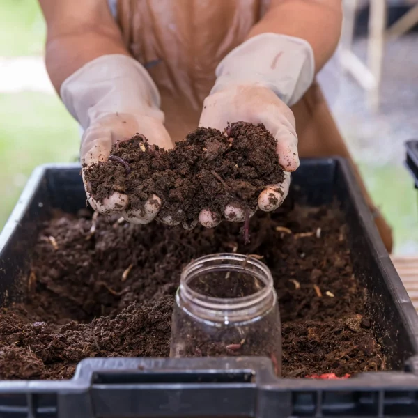 earthworms-on-hand-for-organic-fertilizer-farming-2022-11-16-14-03-03-utc-scaled